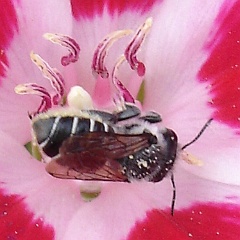 megachile perihirta andclarkia amoena - western leafcutter bee on clarkia amoena megachile perihirta andclarkia amoena